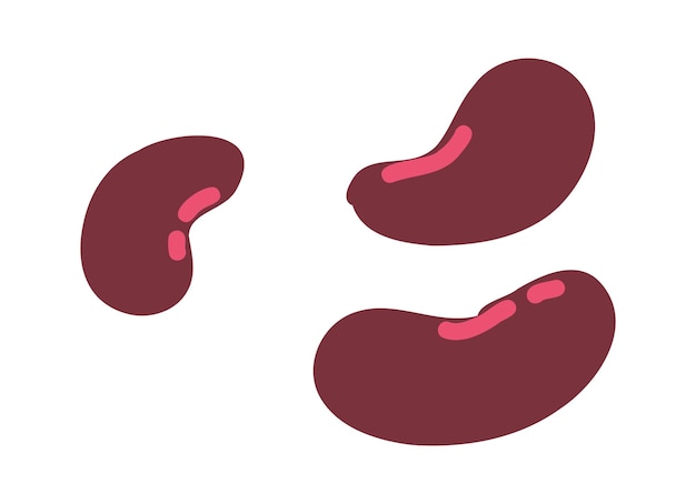 Ilustración vectorial de alimentos orgánicos y vegetales frescos de soja roja entera
