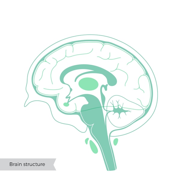 Ilustración vectorial de la anatomía del cerebro humano