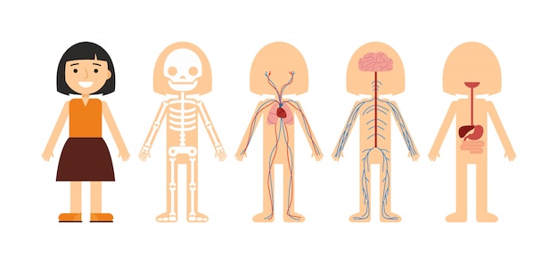 Ilustración vectorial de anatomía corporal