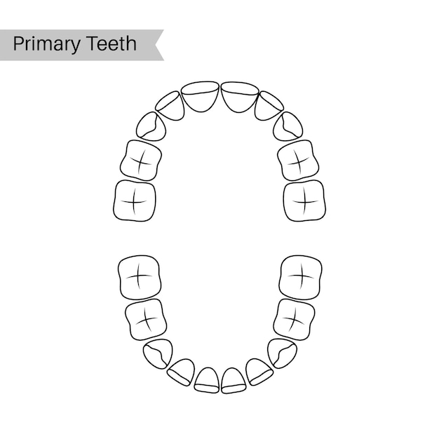 Vector ilustración vectorial de la anatomía de la dentición de los dientes temporales primarios. mandíbula superior e inferior humana bebé