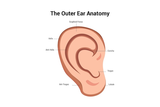 Ilustración vectorial de la anatomía del oído externo