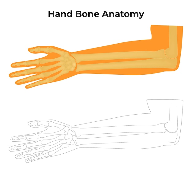 Ilustración vectorial de la anatomía ósea de la mano