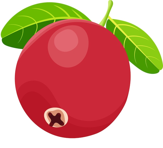 Ilustración vectorial de arándano o baya roja