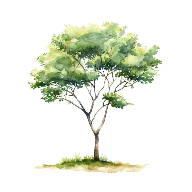 Ilustración vectorial de árbol de verano en estilo acuarela