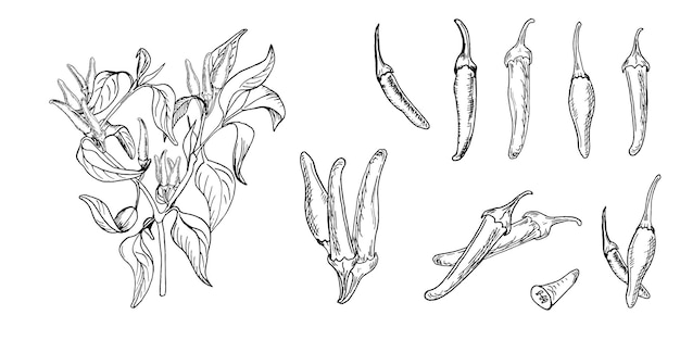 Ilustración vectorial de arbusto de pimienta de tabasco roja aislada sobre fondo blanco Pimienta picante dibujada a mano Pimienta caliente Pimienta negra blanca planta de cayena Elemento de diseño para envolver el paquete de menú