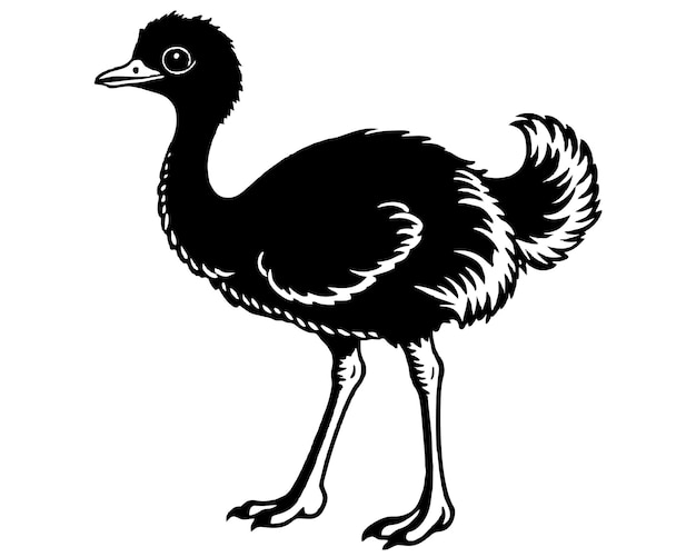 Ilustración vectorial en blanco y negro de Emu