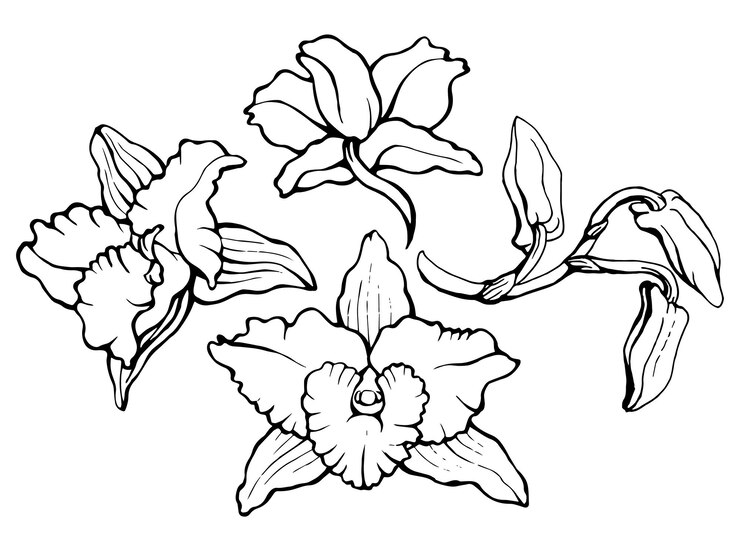 Vector ilustración vectorial en blanco y negro de flores y capullos de orquídeas dendrobium