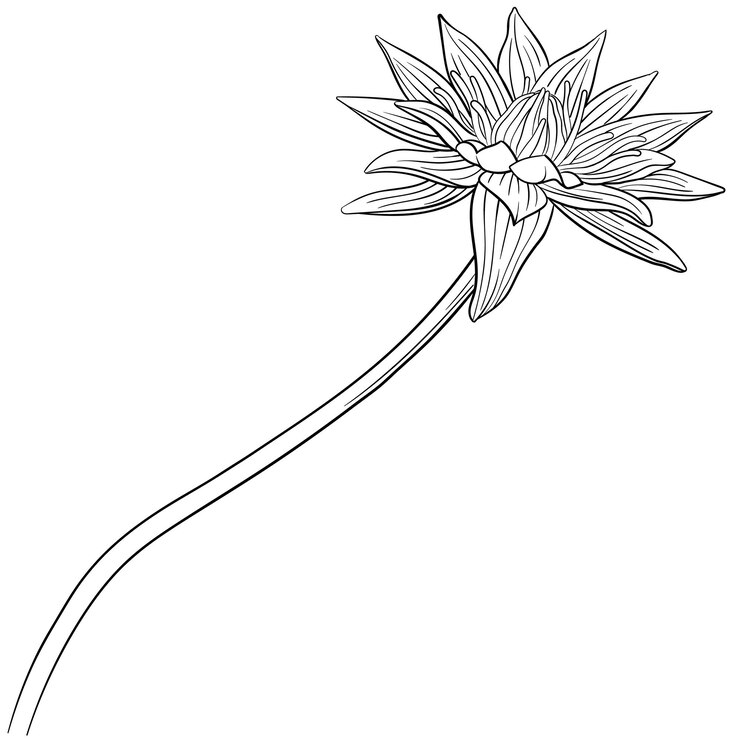 Vector ilustración vectorial en blanco y negro de flores de lirio de agua de loto egipcio azul