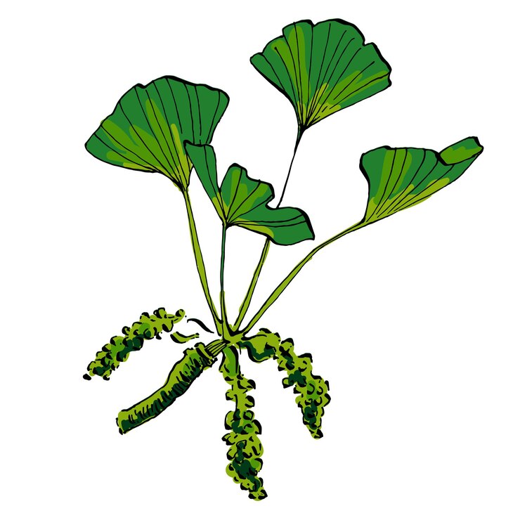 Vector ilustración vectorial del boceto de la hoja de ginkgo