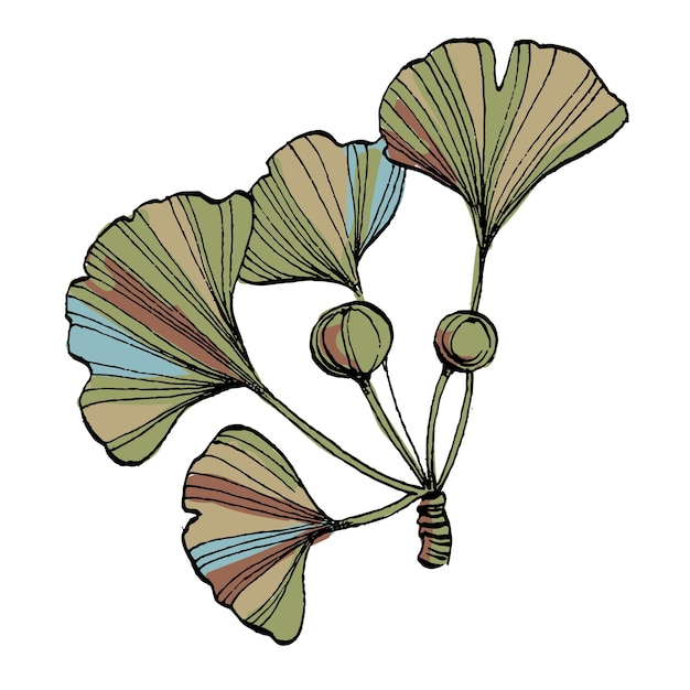 Ilustración vectorial del boceto de la hoja de ginkgo