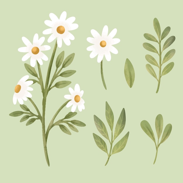 Ilustración vectorial botánica de la flor de margarita en acuarela