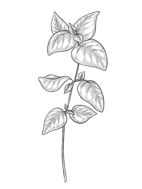 Ilustración vectorial botánica de una rama de albahaca en dibujo de estilo de arte de línea de hierba de cocina con