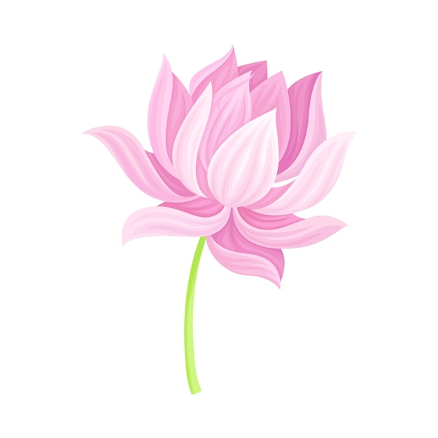 Ilustración vectorial del brote abierto de la flor de loto en el tallo de la hoja