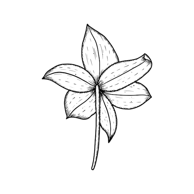 Ilustración vectorial del brote de lirio dibujado a mano