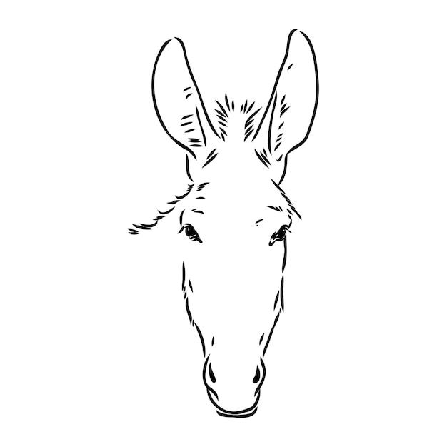 Ilustración vectorial de burro dibujado a mano aislado sobre fondo blanco Colección de animales de granja