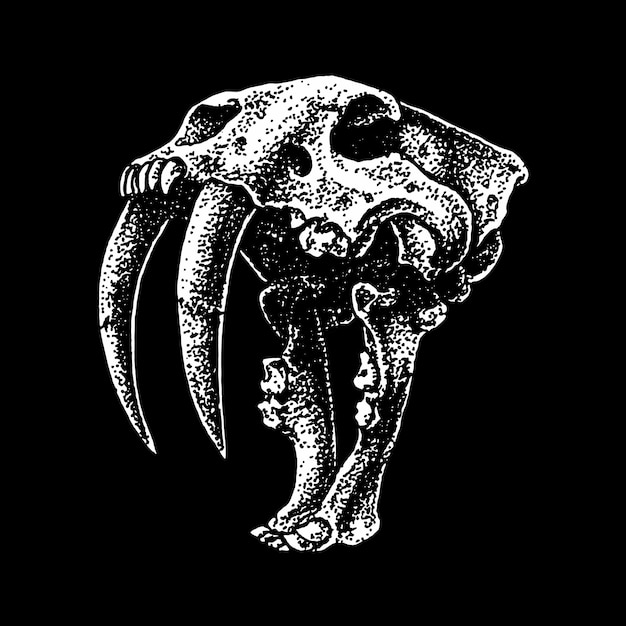 Ilustración vectorial de cabeza de cráneo de tigreCráneo de animal Hueso de cabeza con dientes