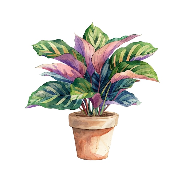 Ilustración vectorial de calathea en olla en estilo acuarela