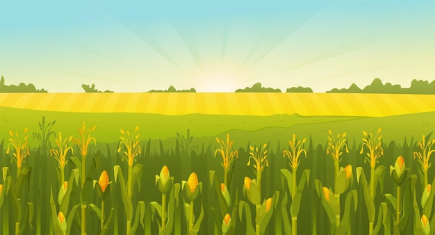 Vector ilustración vectorial de un campo de verano un campo de maíz hermoso paisaje de naturaleza rural