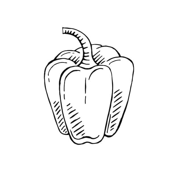 Ilustración vectorial de capsicum dibujada a mano