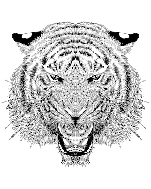 Ilustración vectorial de cara de tigre detallada