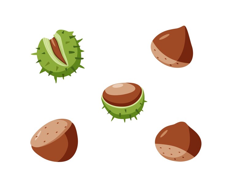 Ilustración vectorial de castañas dibujo animado de castañas en una cáscara aisladas en blanco