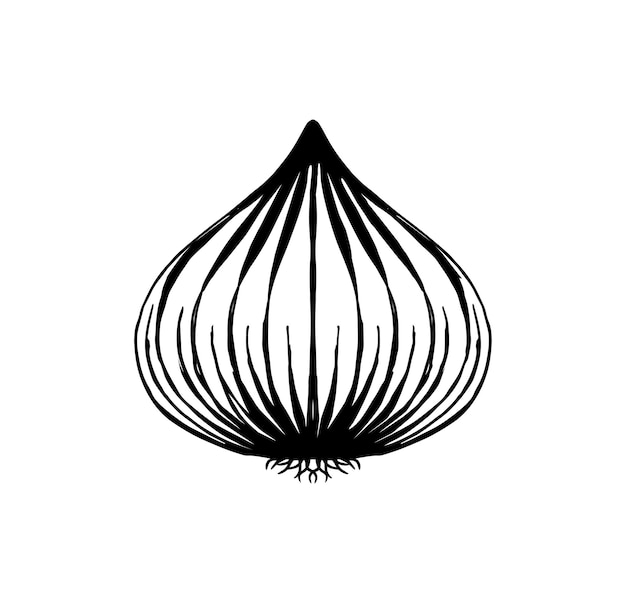 Ilustración vectorial de cebolla dibujada a mano