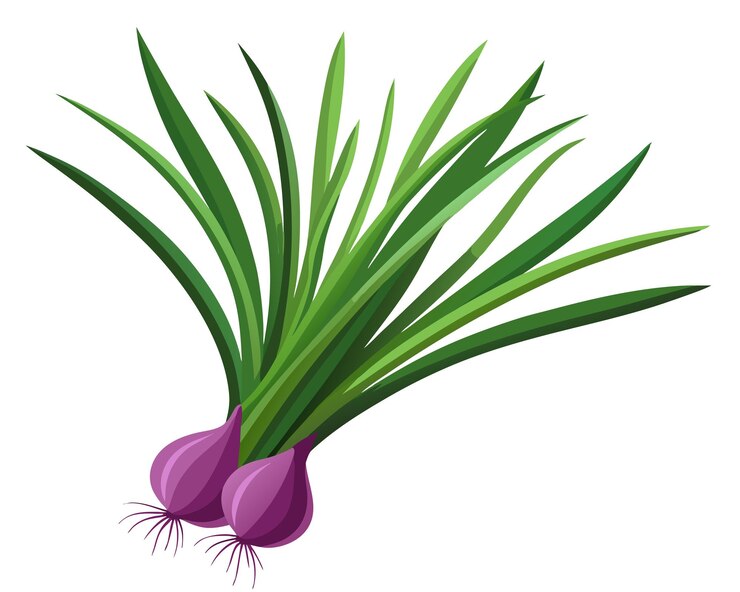 Vector ilustración vectorial de cebolla en fondo blanco