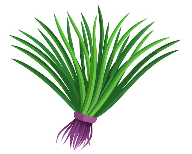 Ilustración vectorial de cebolla en fondo blanco