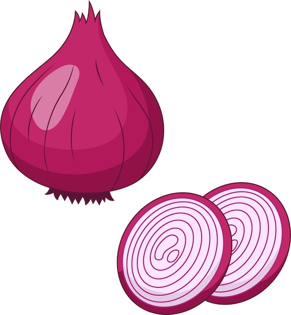 Ilustración vectorial de cebolla roja fresca
