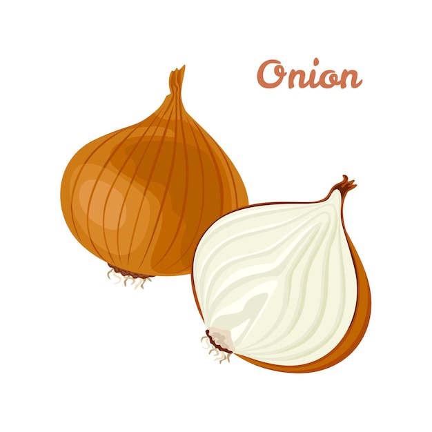 Ilustración vectorial de cebolla