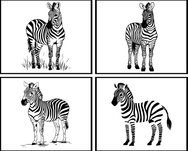 Ilustración vectorial de cebras en diseño de paquete de cebras negras y blancas