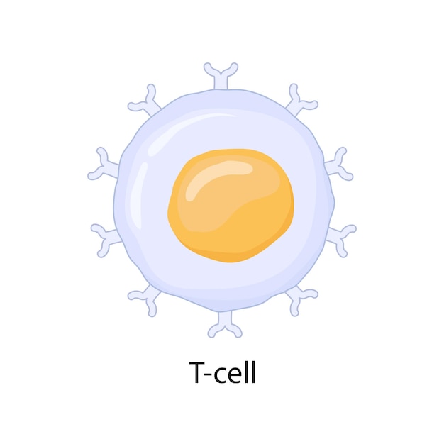 Vector ilustración vectorial de células t del sistema inmunitario aisladas en fondo blanco