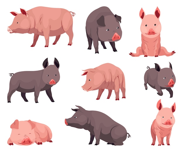 Ilustración vectorial de cerdos planos aislados sobre fondo blanco, negros y rosados