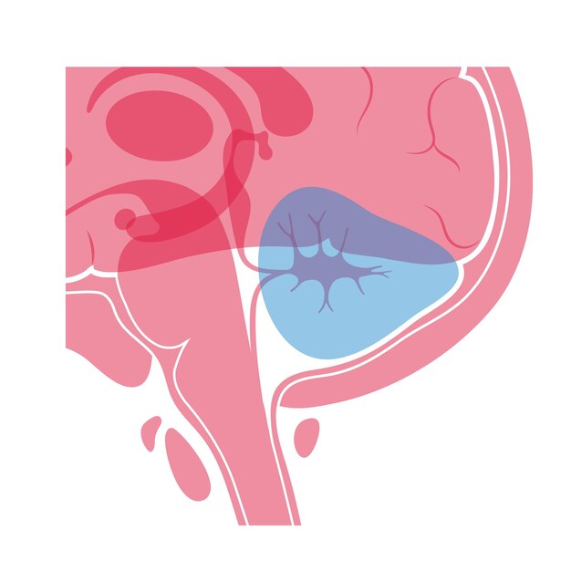 Ilustración vectorial del cerebelo