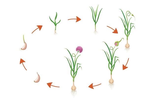 Vector ilustración vectorial del ciclo de crecimiento del ajo del proceso secuencial infográfico de desarrollo de plantas bulbosas