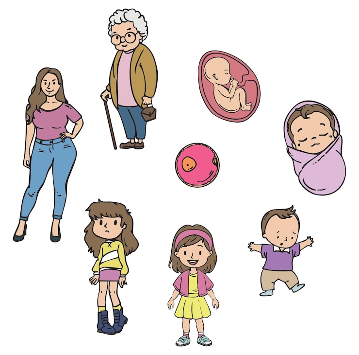 Ilustración vectorial del ciclo de vida humano Imagen educativa aislada que muestra las etapas de desarrollo