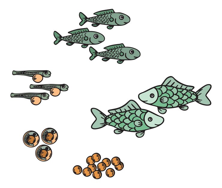 Ilustración vectorial del ciclo de vida de los peces Imagen educativa aislada que muestra las etapas de desarrollo de los peces