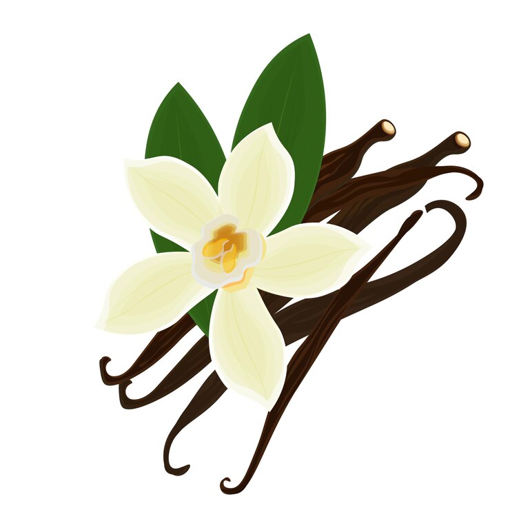 Ilustración vectorial del clip art del logotipo Pilote de vainilla seco y flor de vainilla aislados