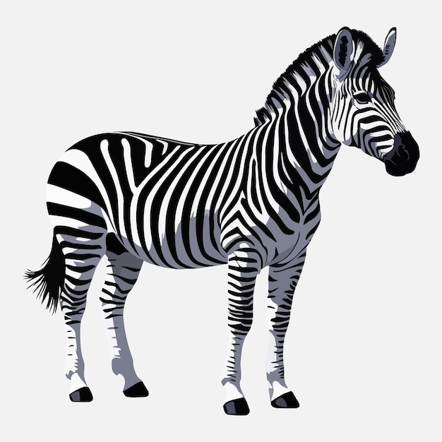 Ilustración vectorial del clipart de la cebra