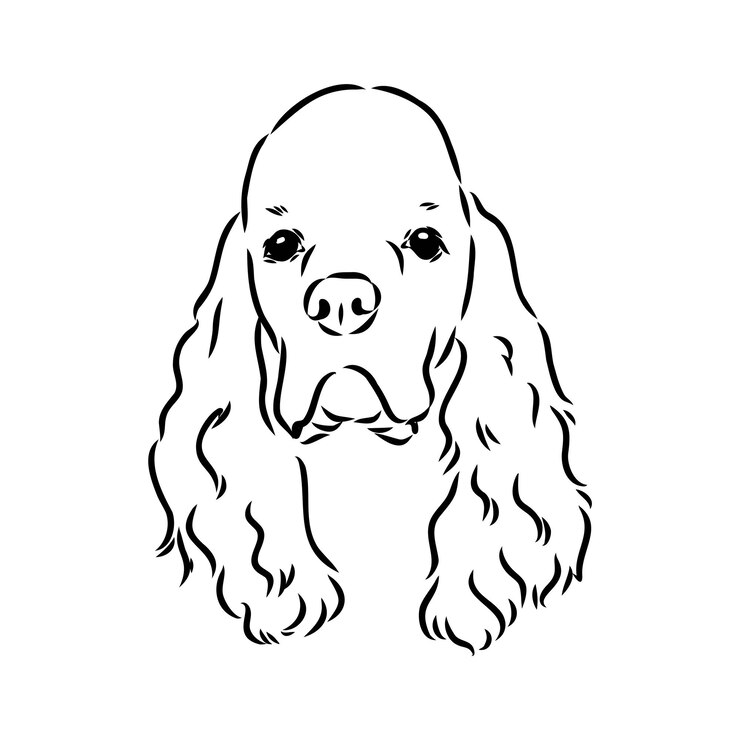 Vector ilustración vectorial de un cocker spaniel americano aislado sobre un fondo blanco