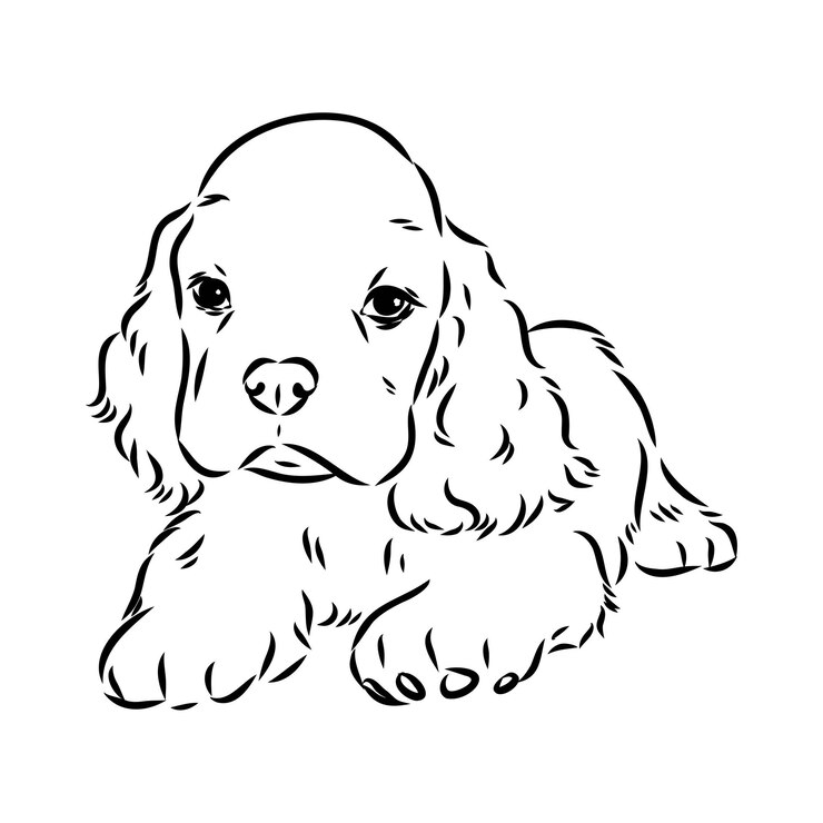 Vector ilustración vectorial de un cocker spaniel americano aislado sobre un fondo blanco