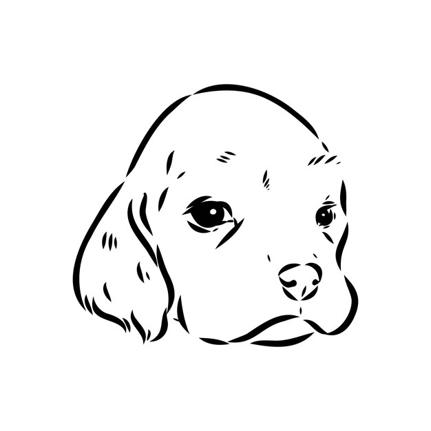 Ilustración vectorial de un cocker spaniel americano aislado sobre un fondo blanco