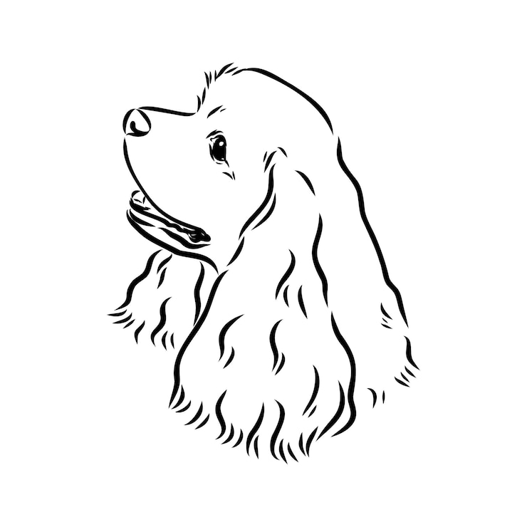 Vector ilustración vectorial de un cocker spaniel americano aislado sobre un fondo blanco
