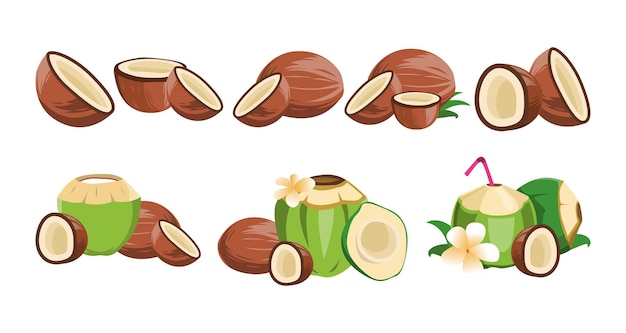 Ilustración vectorial de coco tropical para uso de diseño