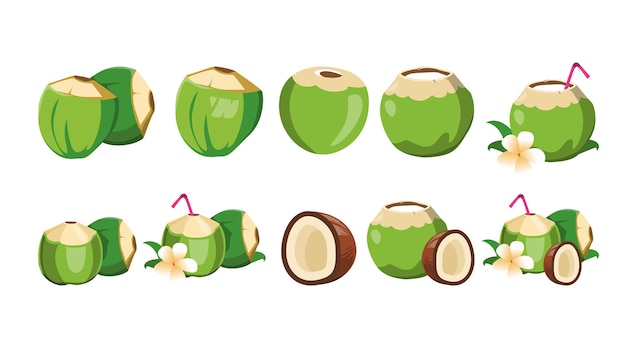 Ilustración vectorial de coco tropical para uso de diseño