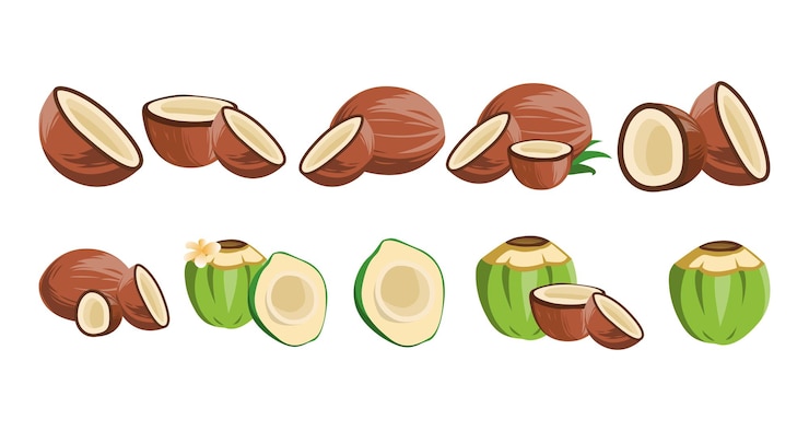 Vector ilustración vectorial de coco tropical para uso de diseño