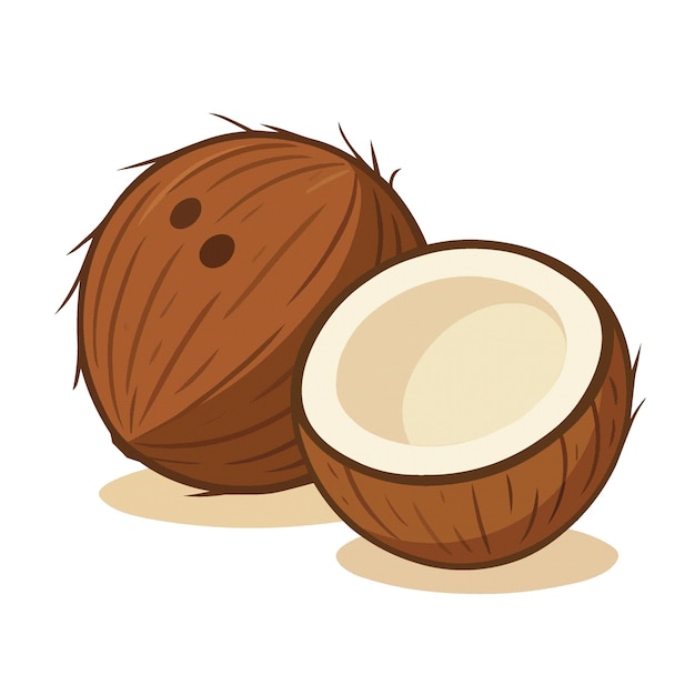 Ilustración vectorial del coco