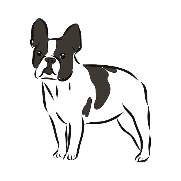 Ilustración vectorial colorida de la raza de perro bulldog francés aislado sobre fondo blanco.