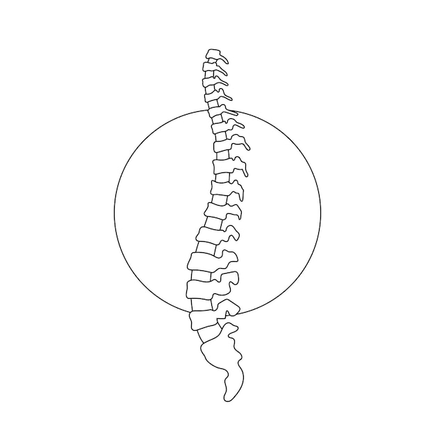 Vector ilustración vectorial de la columna vertebral humana