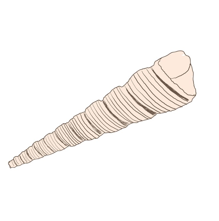 Vector ilustración vectorial de conchas marinas aisladas en fondo blanco